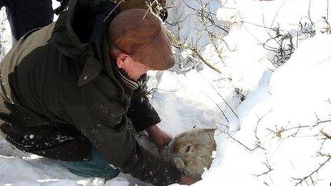A farmer rescuing a sheep in the snow
