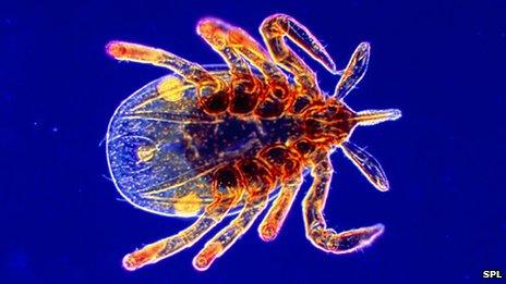 A deer tick which feeds on human blood and can cause Lyme Disease