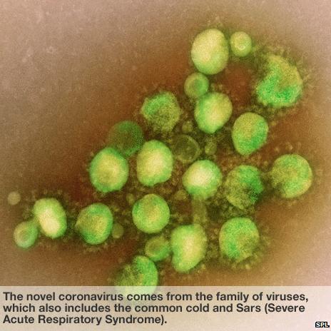 The novel coronavirus comes from the family of viruses, which also includes the common cold and Sars (severe acute respiratory syndrome).