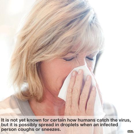 It is not yet known for certain how humans catch the virus, but it is possibly spread in droplets when an infected person coughs or sneezes.