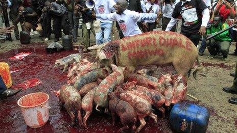 Pigs lick blood outside parliament in Kenya (14 May 2013)