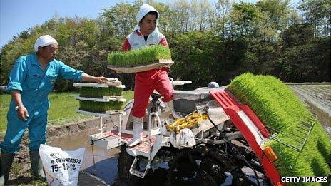Rice planting, Fukushima, May 2013