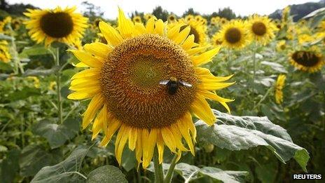 Sunflowers at Fukushima