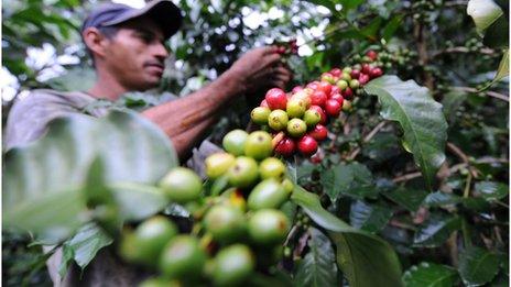 Colombian farmer picking coffee beans