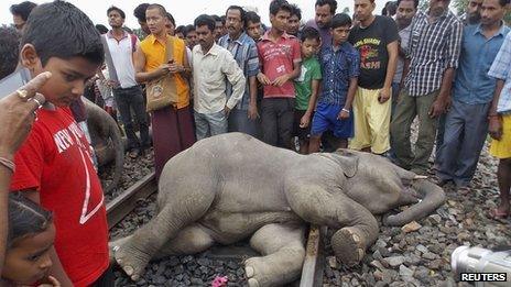 Elephant hit by train, 30 May