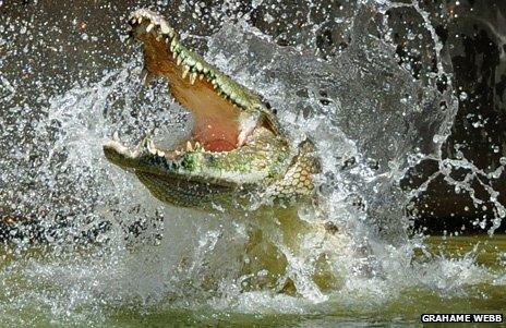 A crocodile thrashing in the water with its jaws open