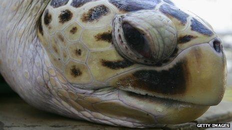 'Tommy', a leatherback turtle at Sydney Aquarium.