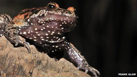 Hula painted frog