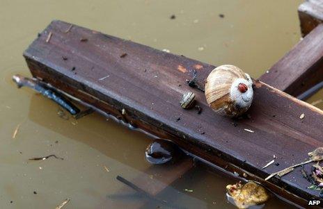 A ladybird sits on a snail on a wooden board in Dresden, 4 June