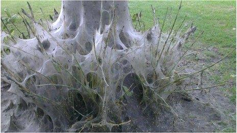 Damage to tree caused by ermine moths