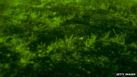 A view of grass through night vision goggles