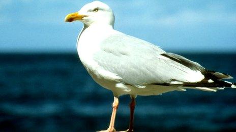 RSPB asks High Court to stop Ribble Estuary gull cull - BBC News