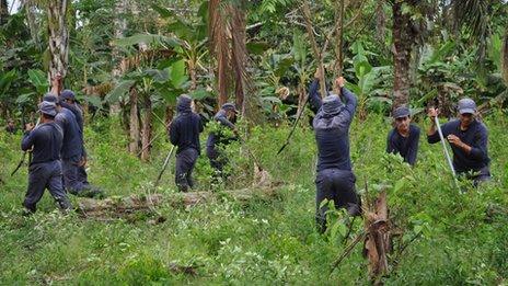 Men destroy coca plants in the southern Colombian province of Tumaco in November 2010