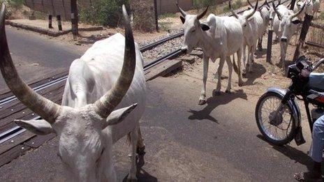 Cattle in northern Nigeria - archive shot