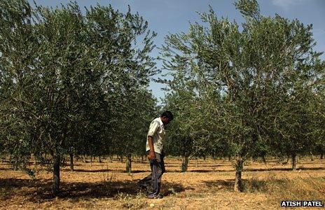 Olive farming/Rajasthan