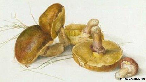 Beatrix Potter's scientific pictures on show in Cumbria - BBC News