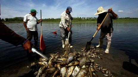 Fisherman collect dead fish piled up in the banks of the lagoon of the Hurtado dam in Acatlan de Juarez, Jalisco state, Mexico on July 1
