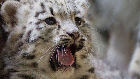 Dudley Zoo snow leopard, Nidara
