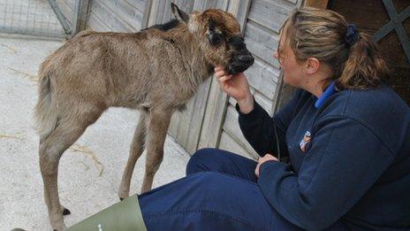 Poppy the wildebeest calf and a member of staff at Newquay Zoo