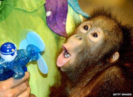 Monkey being cooled with a fan