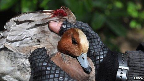 Injured duck