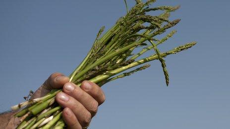 A man holding a bundle of harvested asparagus