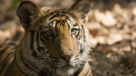 Tiger in the wild, India, November 2009