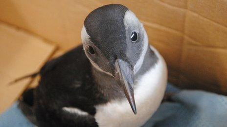 rescued puffling
