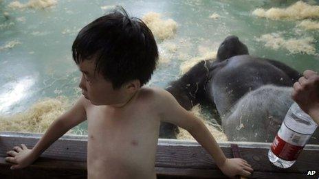 A boy cools off as a gorilla lies sprawled inside an air conditioned room at a zoo in Shanghai, China, 26 July 2013