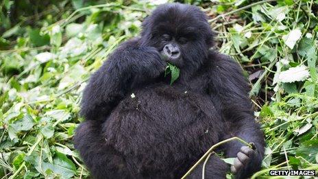 A mountain gorilla in Virunga National Park in the Democratic Republic of Congo