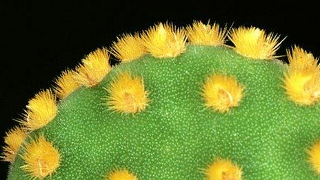 Cactus Optunia microdasys needles on its stem surface.