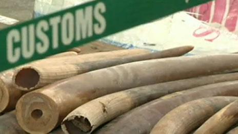 Tusks seized in Hong Kong hidden in cargo from Togo
