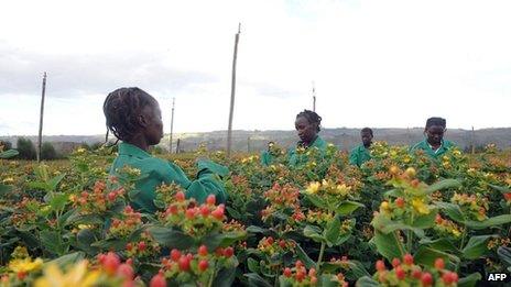Flower pickers in Kenya