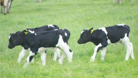Triplet calves