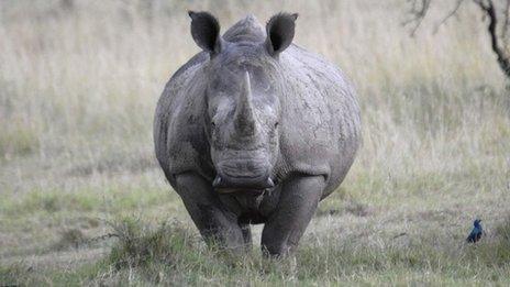 File photo of a white rhino in Kenya