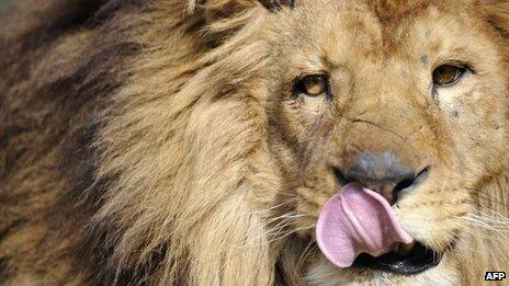 A photo taken on 25 March, 2013 shows a male lion at a zoological park the eastern French city of Amneville.