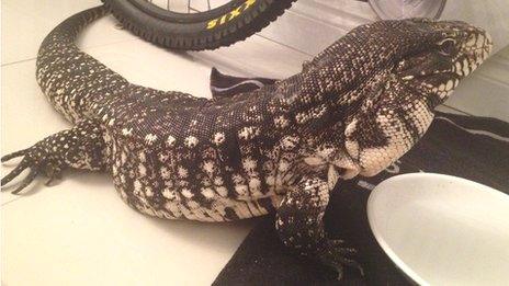 tegu lizard pet uk