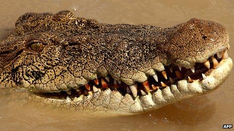 File picture of an estuarine crocodile, better known as the saltwater or saltie, in the Adelaide river near Darwin in Australia's Northern Territory