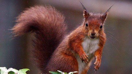 Go-ahead to fell trees in a forest home to red squirrels - BBC News