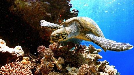 Turtle and coral