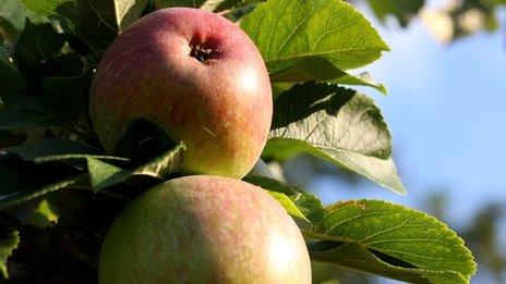 Who was the real Granny Smith? - BBC News