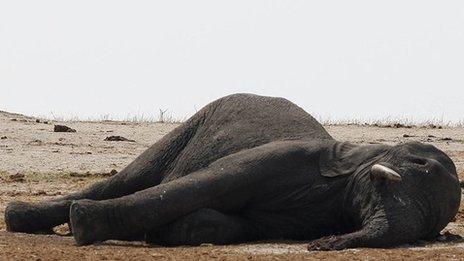 The carcass of an elephant which was killed after drinking poisoned water lies near a water hole in Zimbabwe's Hwange National Park on 27 September 2013