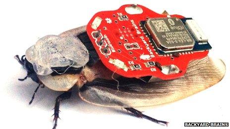Cockroach wearing the 'electronic backpack'
