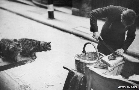 City meat man feeds cats at the beginning of 1939