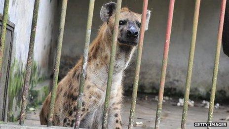 Hyena in East Africa - file photo