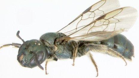 Carpenter bee Sandra Rehan, University of New Hampshire