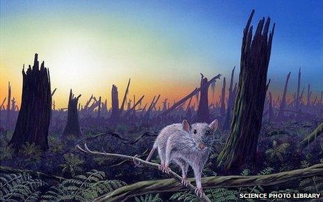 Dino impact also destroyed bees, says study - BBC News