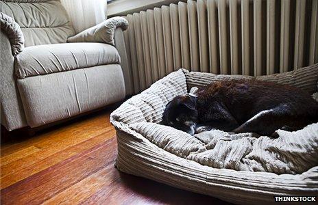 Dog in dog bed in front of radiator