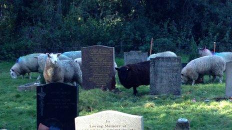 Sheep in graveyard