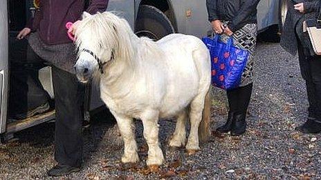 Pony abandoned at Bristol city bus stop is rescued - BBC News